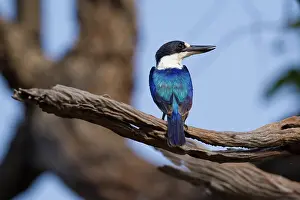 Biloela: Forest Kingfisher