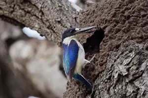 Biloela: Forest Kingfisher