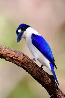 Macleayii: Forest Kingfisher - adult Forest Kingfisher sitting