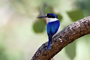 Macleayii: Forest Kingfisher - adult Forest Kingfisher sitting
