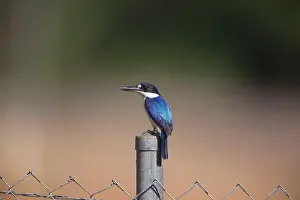 Macleayii: Forest Kingfisher - on a fence post