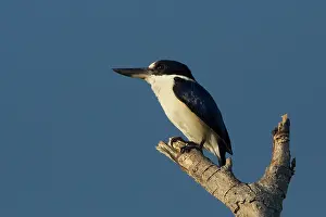 31517: Forest Kingfisher perched on a branch Darwin Northern