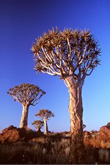 Aloe: FOREST - Kokerboom / Quiver / Aloe Trees