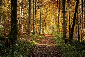 Hiking: Forest landscape in autumn. Colourful autumn lea