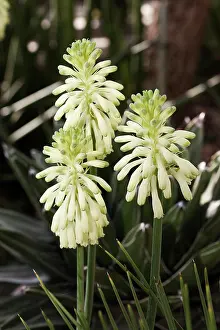 Unicorn: Forest lily