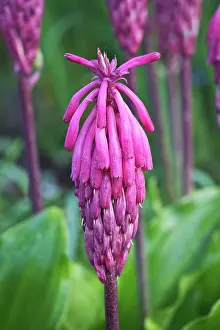 Drooping: Forest Lily