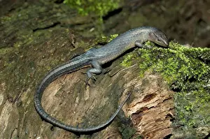 Loreto: Forest lizard