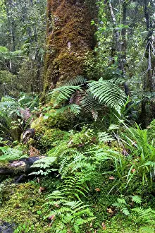 Matheson: Forest - moss covered trees and ferns around Lake Matheson