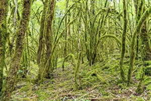 Grown: Forest full of moss near Chenecey-Buillon, Bourgogne-Franche