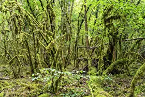 Grown: Forest full of moss near Chenecey-Buillon, Bourgogne-Franche