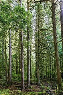 Danita Delimont: Forest in Mount Rainier National Park