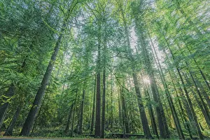 Danita Delimont: Forest in Mount Rainier National Park