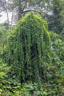 Sabah: Forest in the natural reserve of Tabin
