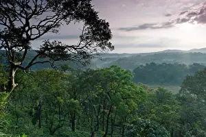 Ghats: Forest near Madikeri, Western Ghats, Karnataka