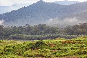Sabah: Forest and oil palm near Tabine nature reserve