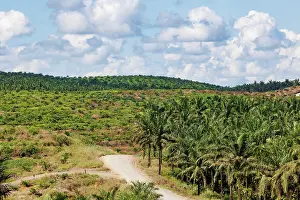 Sabah: Forest and oil palm near Tabine nature reserve