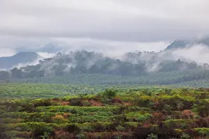 Sabah: Forest and oil palm near Tabine nature reserve