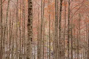 Sergio Arias: Forest in Ordesa valley