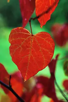 Cercis: Forest Pansy