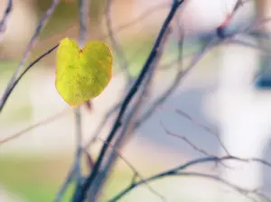 Redbud: Forest pansy
