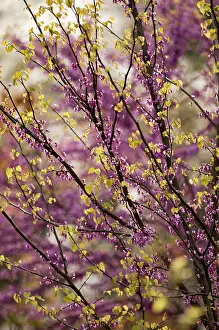 Redbud: Forest pansy