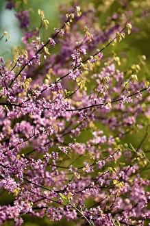 Redbud: Forest pansy