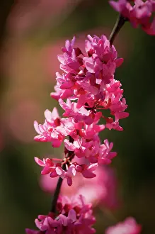 Redbud: Forest pansy