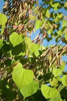 Redbud: Forest pansy