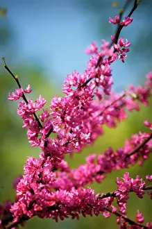 Redbud: Forest pansy