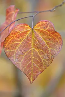 Redbud: Forest Pansy