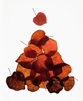 Pansy: Forest pansy, Cercis canadensis heart shaped autumn