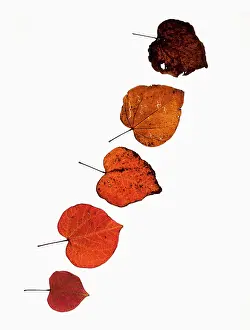 Pansy: Forest pansy, Cercis canadensis heart shaped autumn