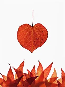 Pansy: Forest pansy, Cercis canadensis heart shaped autumn