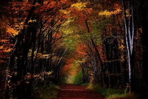 Franche: Forest path in autumn, Yonne, Burgundy, France