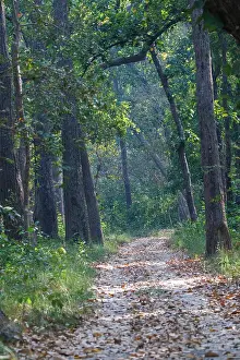 De Jour: Forest path in Bardia National Park