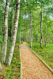 Grove: Forest path in the birch forest near Les Ponts-de-Martel