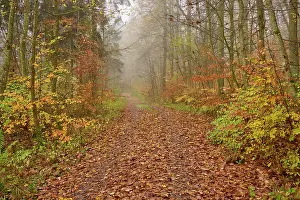 Franconia: Forest path, deciduous forest, colourful, foliag