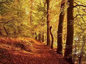 Brandenburg: Forest path through golden forest in autumn evening