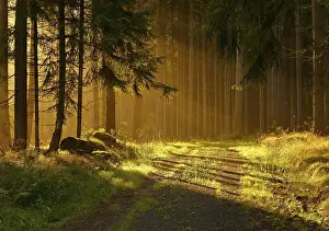Path: Forest path through spruce forest in the first morning light