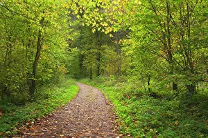 Trails: Forest Path / Trail through deciduous forest Autumn