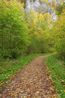 Trails: Forest Path / Trail through deciduous forest Autumn