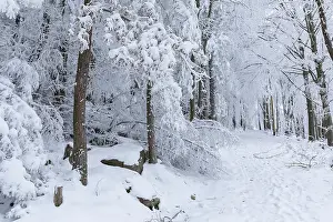 Path: Forest path through the winter forest at Czorneboh