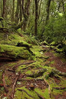 Enchanted: Forest, Pencil Pine Track off Enchanted