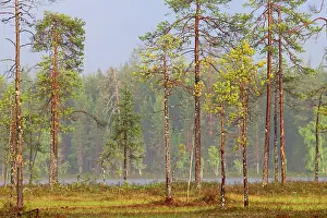 Kajaani: Forest with Pine the other most common species