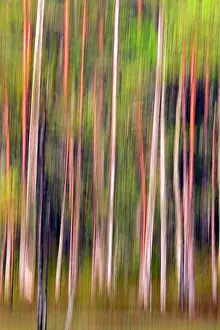 Kajaani: Forest with Pine Trees the other most common