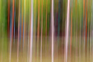 Kajaani: Forest with Pine Trees the other most common