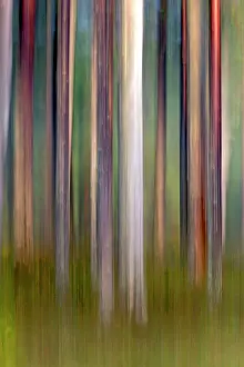 Kajaani: Forest with Pine Trees the other most common