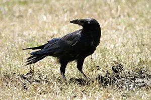 Ravens: Forest Raven