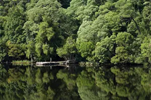 Tasmanian: Forest Reflected in Gordon River, Franklin