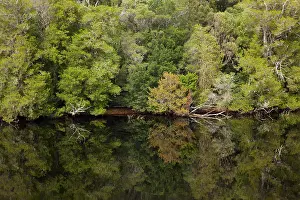 Tasmanian: Forest Reflected in Gordon River, Franklin